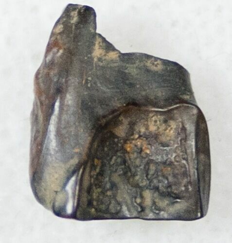 Ceratopsid Tooth - Judith River #17657